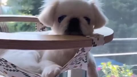 Funny Dog Puppies With Cute Look