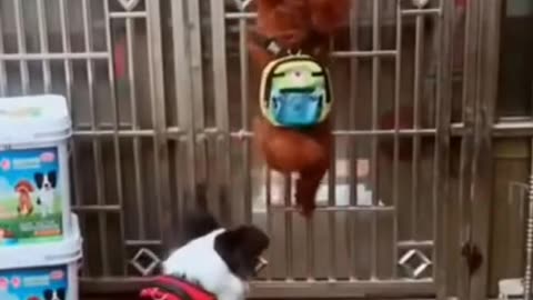funny dog video