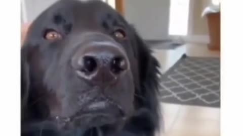 😂🐾 Funniest Animal Moments - You Won't Stop Laughing! Part-46