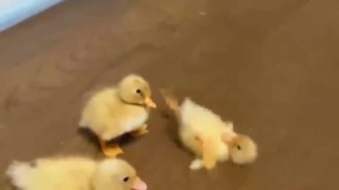DUCKLING He needs help !!!