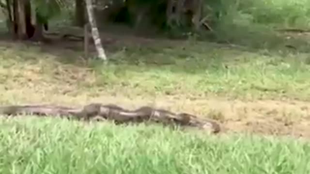 Saving the dog from the giant python