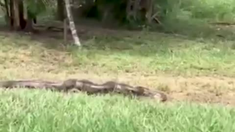 Saving the dog from the giant python