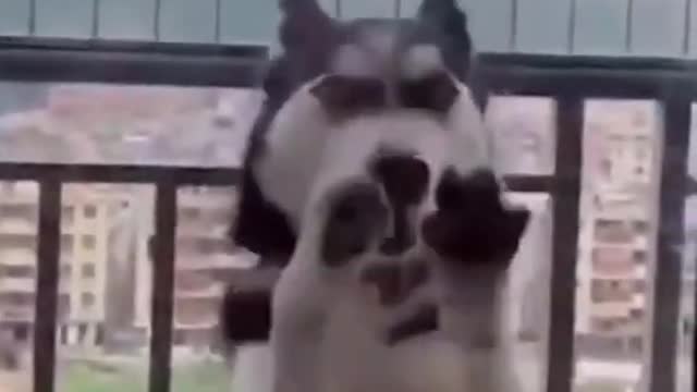Top Funny Cute Dog Videos and TIKTOK Compilation