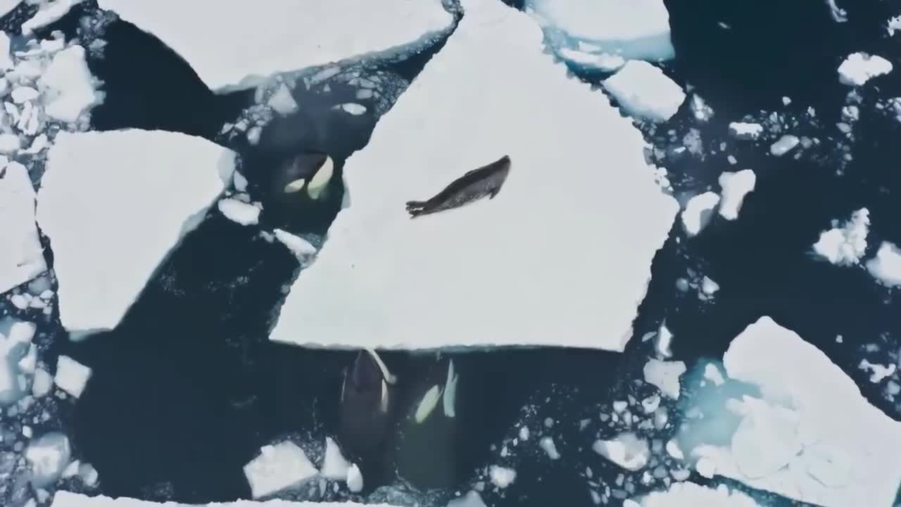 The seal turned to the camera in embarrassment and said, "You go, I'm finished."