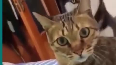 🥰Cute & Funny cats to brighten up your day🥰