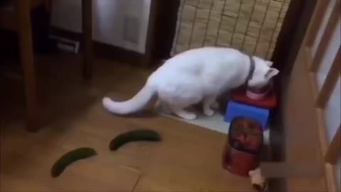Cat with cucumber