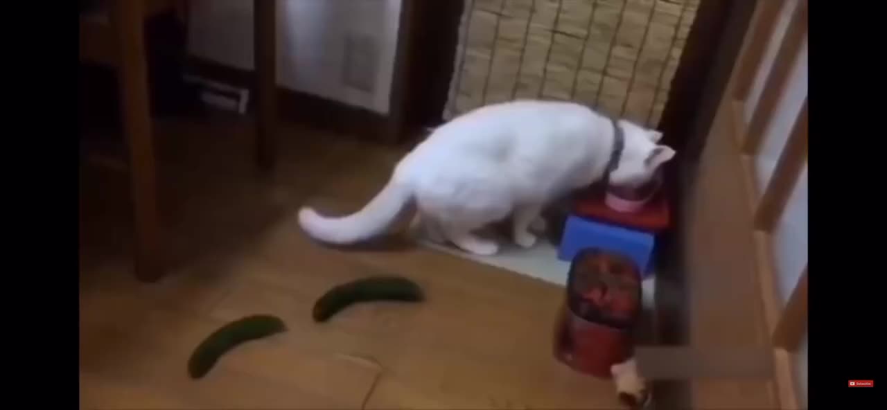 Cat with cucumber