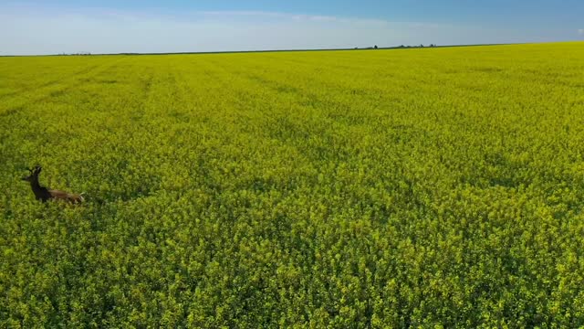 Drone Video of Deer running through Flowering Canola