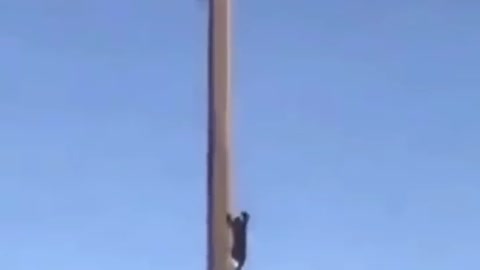 funny videos