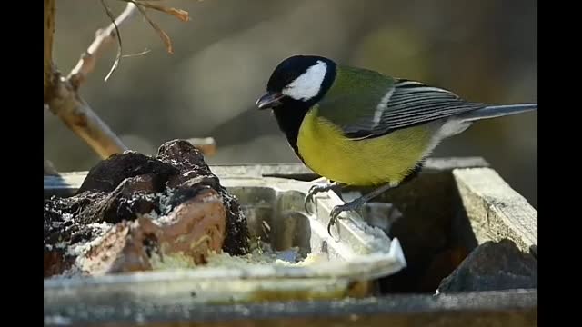 So cute bird you love too