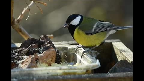 So cute bird you love too