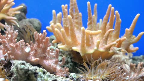 sea ​​water aquarium