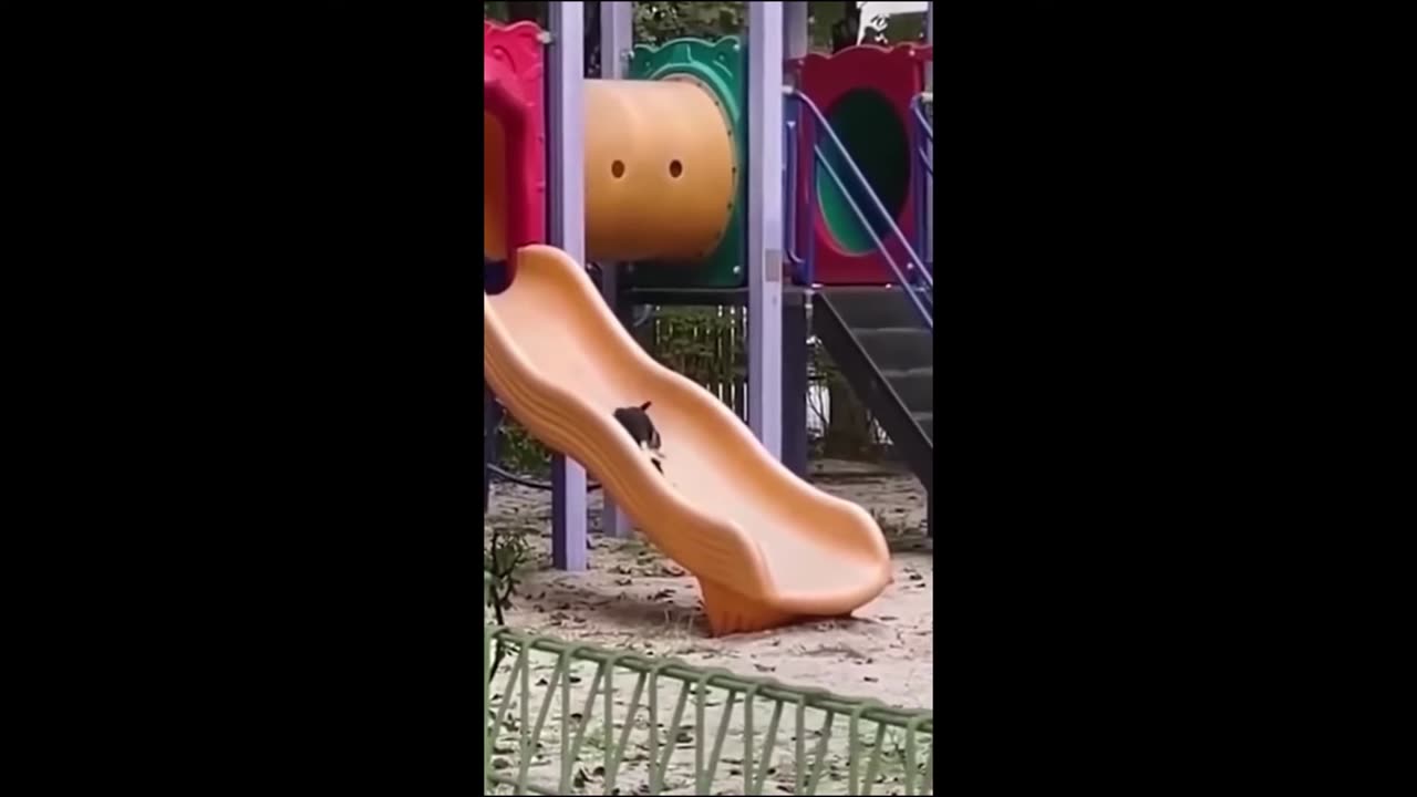 Most Funny Cat Videos 2024