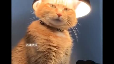 Funny cat,try not to laugh please