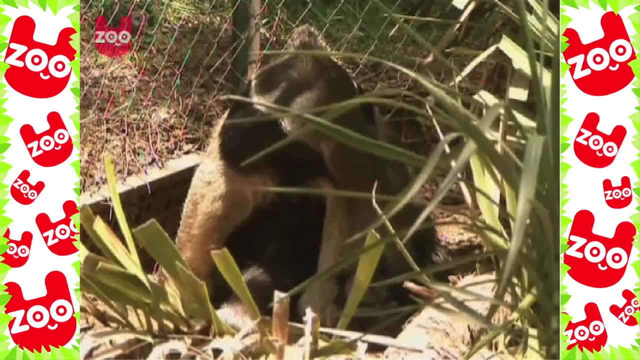 Incredibly Cute Baby Anteater