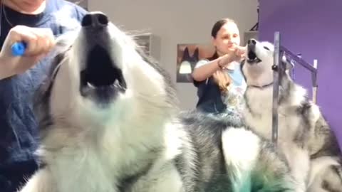 Cute Girl Hair flicke On Dog,, S Funny
