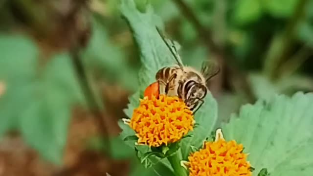 In the World of Bee
