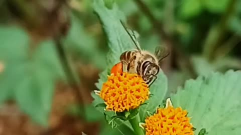 In the World of Bee
