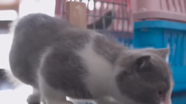 Be a cat in your next life
