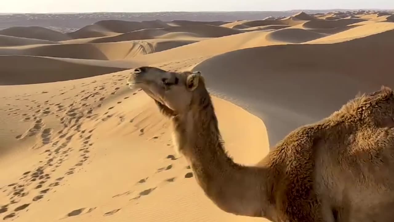 Camal