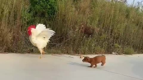 dog fight vs chicken ?