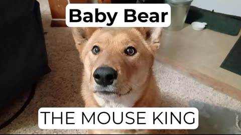 Does the dog or the cat have a better hunting technique?