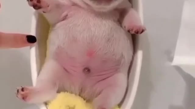 Puppy Opens its Eyes for the First Time | Puppy Senses | Secret Life of Dogs | Funny Dog