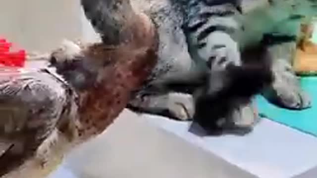 😹 Cat's Stupid Actions - Funniest Cats Extraction Video 😇 - Funny Cats Life