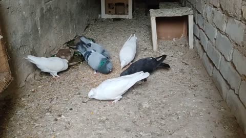 pigeon birds eating dinner
