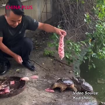 Turtles love fish, too