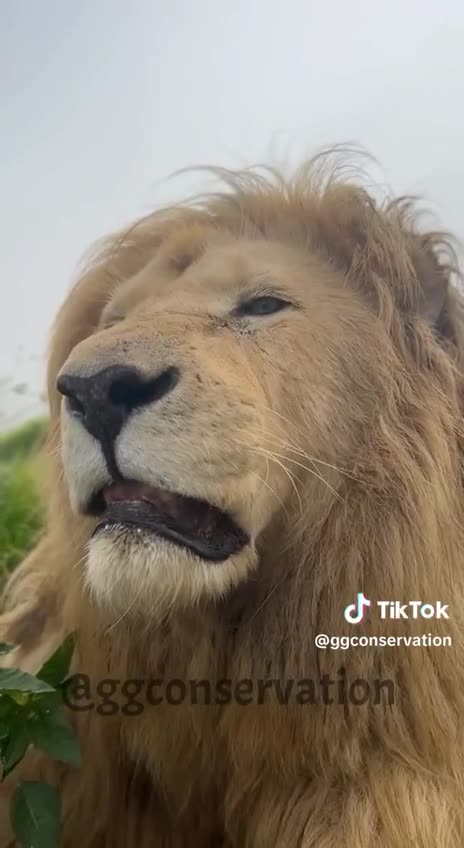 Detroit Lions 2024-25 Super Bowl Champions