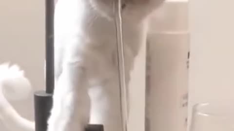 Cute animals fanny video