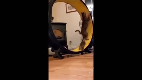 Cute Cat Funny Video