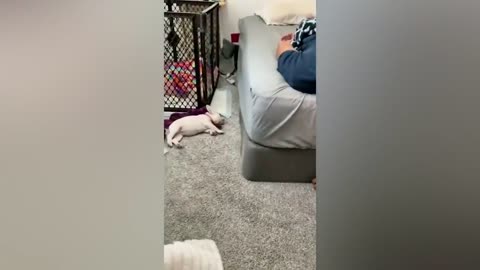 Best Funny Animal Videos Of The 2022🤣Funniest Cats And Dogs Videos😺😍
