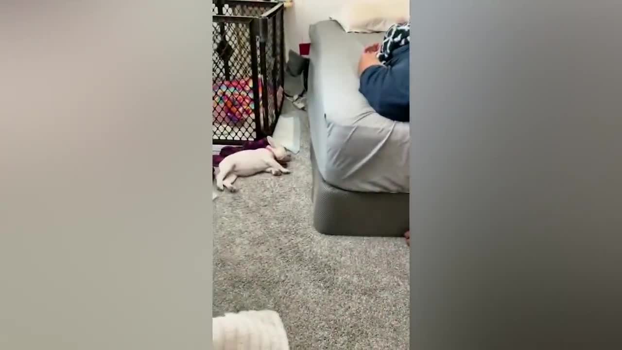 Best Funny Animal Videos Of The 2022🤣Funniest Cats And Dogs Videos😺😍