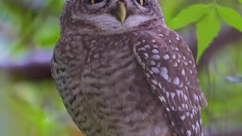 Wildlife and Funs