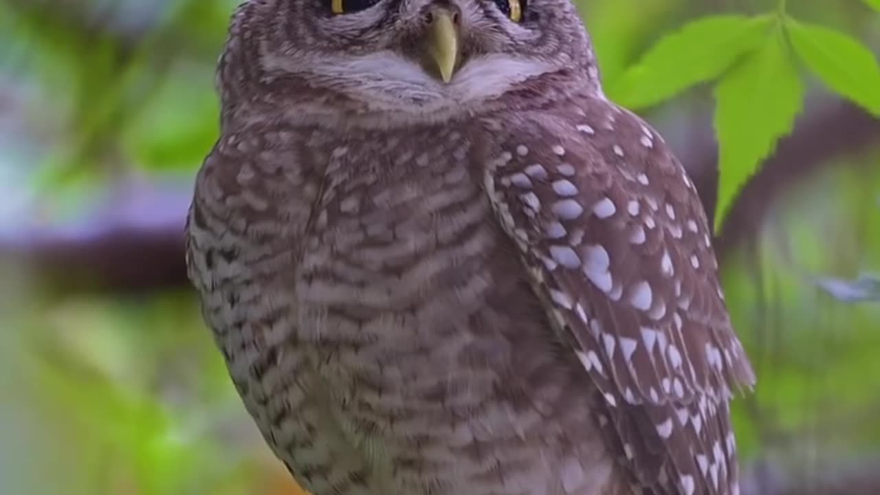 Wildlife and Funs
