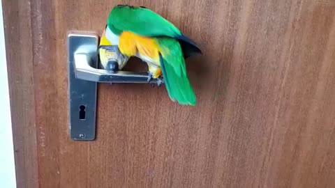 Funny Animal Video: Parrot