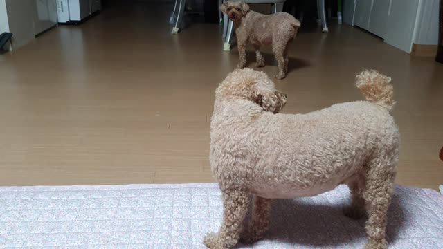 Cute puppy playing with a ball