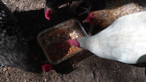 Chickens favorite dish: Lasagna Leftovers (tied for 1st place with about 173 other favorites).