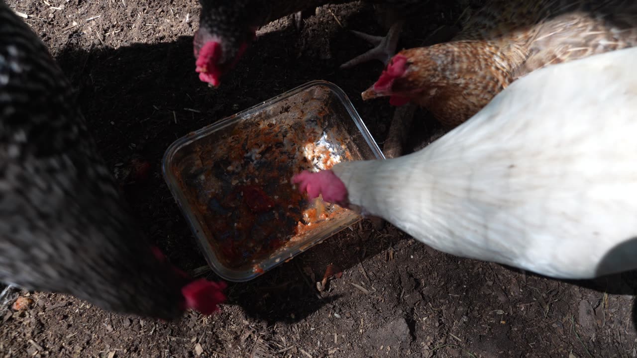 Chickens favorite dish: Lasagna Leftovers (tied for 1st place with about 173 other favorites).