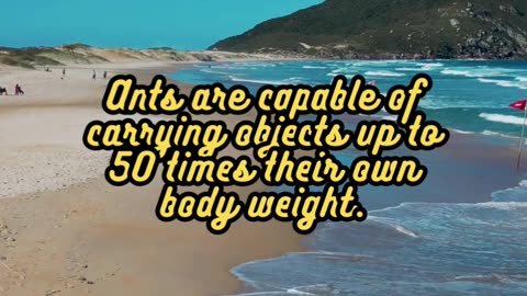 Animal Facts. Ants #shorts