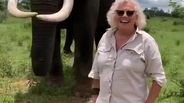 Elephant eating woman hat
