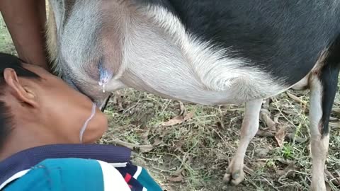 Hungry boys takes raw goats milk from the goats breast.