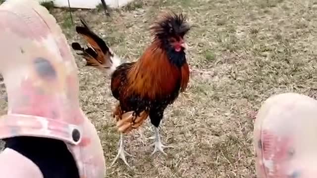 Keep it up and you will become your name Mr. Stew!! 🐔 🥊