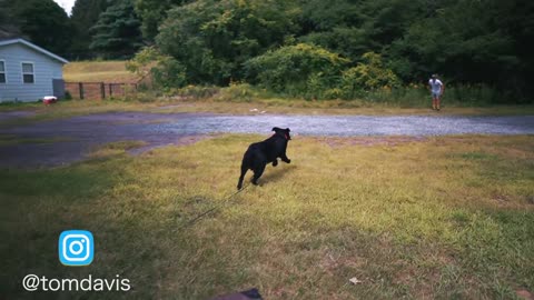 HOW I SAFELY TRAIN MY DOGS COMPLETELY OFF LEASH!
