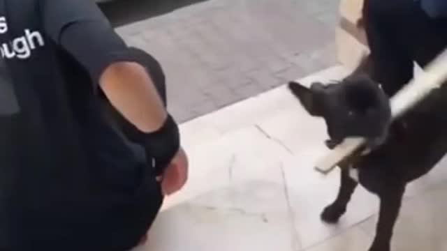 Dog BEATS a Police officer (funny video)