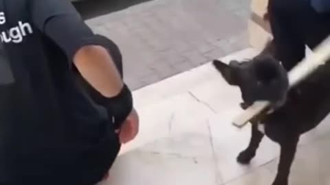 Dog BEATS a Police officer (funny video)