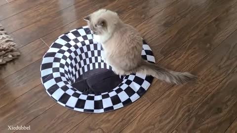 Cats vs Indoor Sinkhole (Can Our Cats See Optical Illusion)?