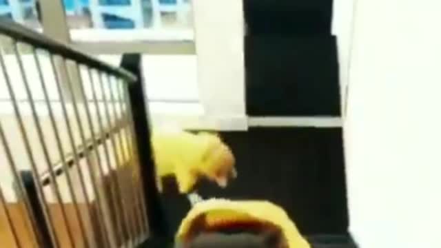 Cutest Dogs in the world